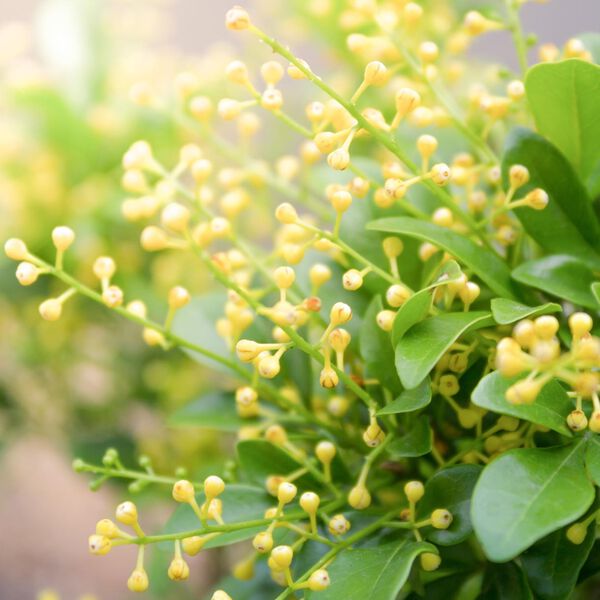 Solid perfume - Aglaia No. 01, Single Flowers Perfume