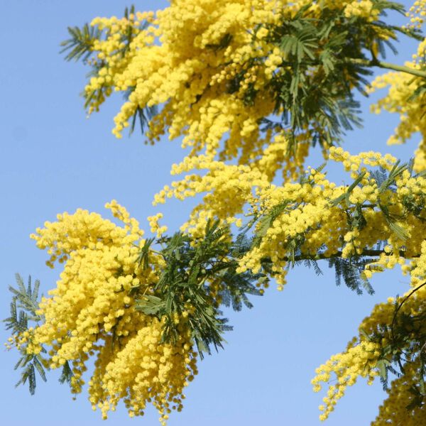 Solid perfume - Mimosa No. 25, Single Flowers Perfume